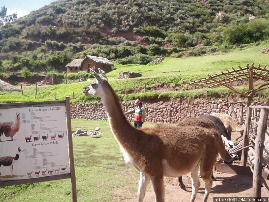 лама Куско, Перу