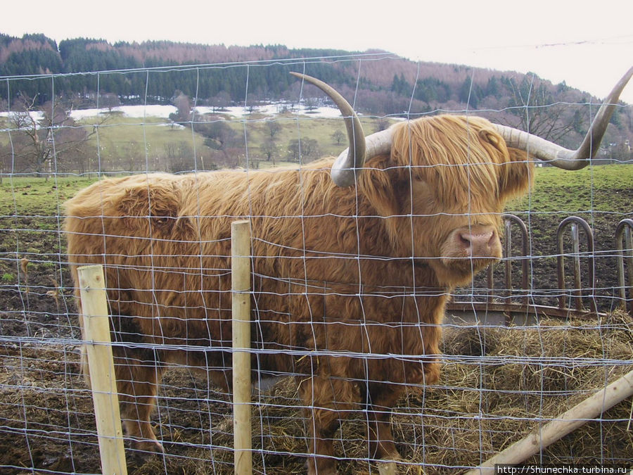 Хайлендская корова в естественной среде обитания. Шотландия, Великобритания