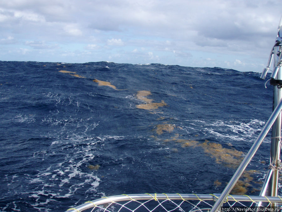 15 Декабря 2011 г. Сев.Атлантика. 
Саргассовые водоросли, мы ведь в Саргассовом море!