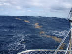 15 Декабря 2011 г. Сев.Атлантика. 
Саргассовые водоросли, мы ведь в Саргассовом море!