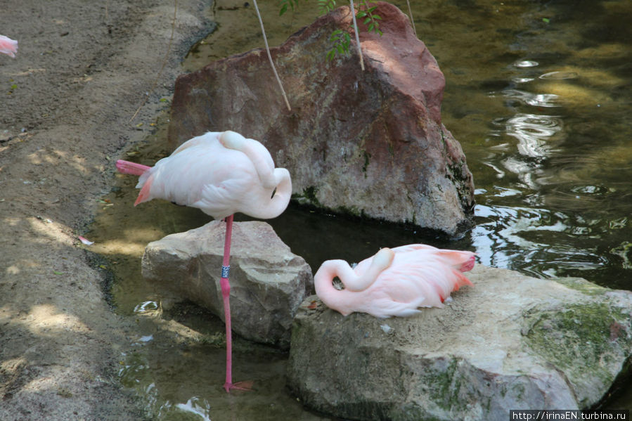 Биопарк (зоопарк) Фуэнхирола, Испания