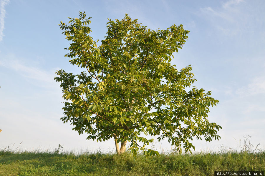 Это молодое дерево грецкого ореха, высотой всего 3 метра, но уже с орехами Залакарош, Венгрия