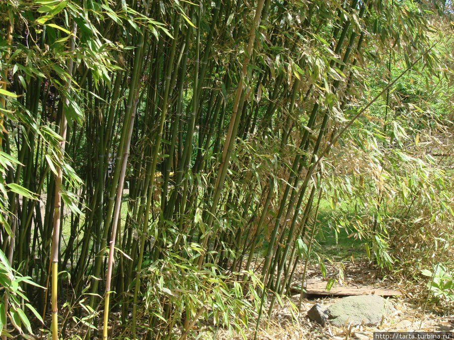 В зарослях бамбука
