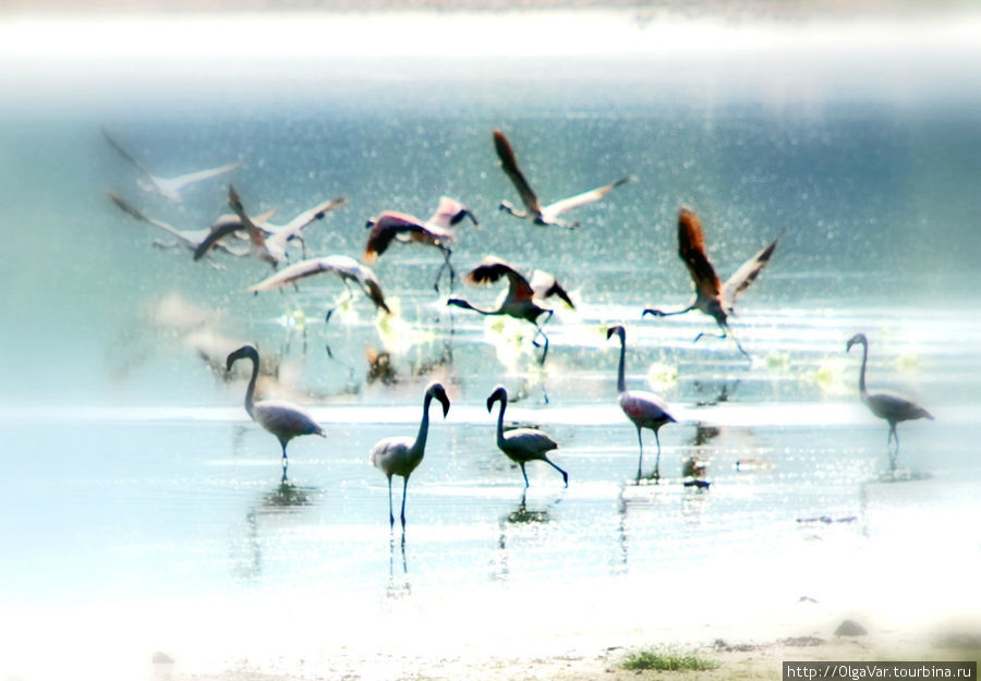 Фламинго — очень грациозные птицы Найваша, Кения