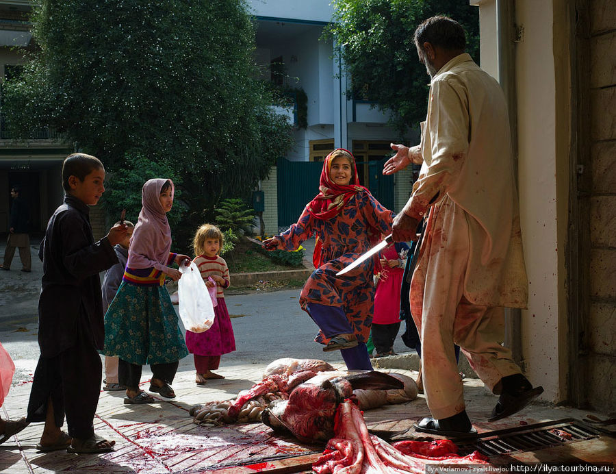 Здесь детишкам досталась шкура на растерзание. У каждого есть пакетик и ножик. Исламабад, Пакистан