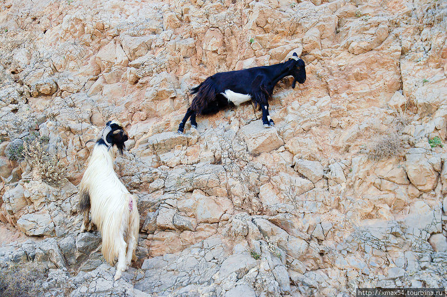 Дорога назад такая же плохая и козлы скалолазы. Остров Крит, Греция