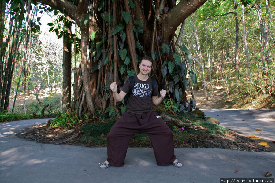 В широких штанах по королевским садам Пхубинг Чиангмай, Таиланд