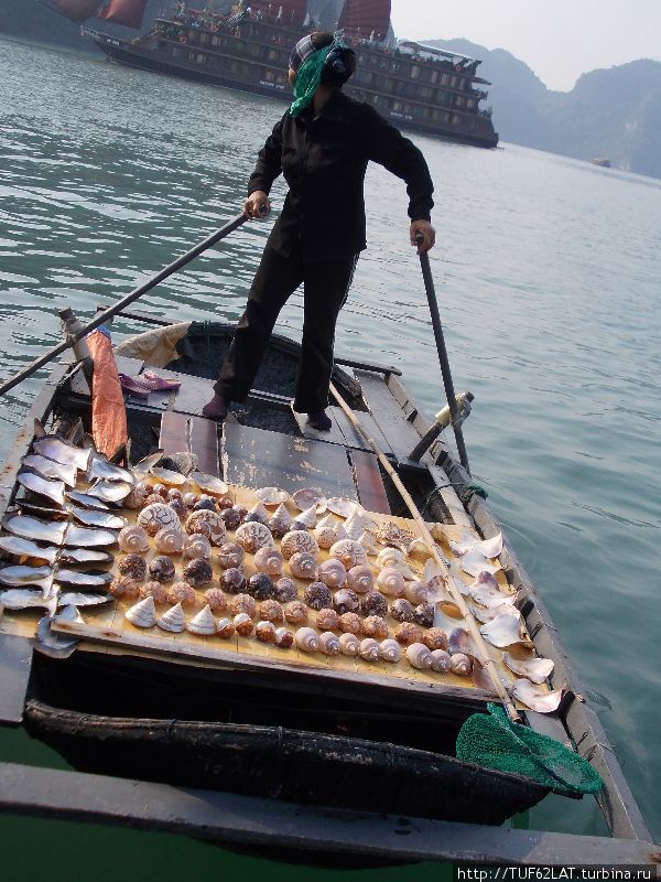 Ракушки на любой вкус Халонг бухта, Вьетнам