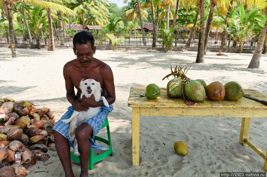 Продавец кокосов Штат Керала, Индия