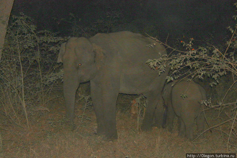 Уже в темноте нам повезло увидеть семью слонов Национальный парк Мудумалай, Индия