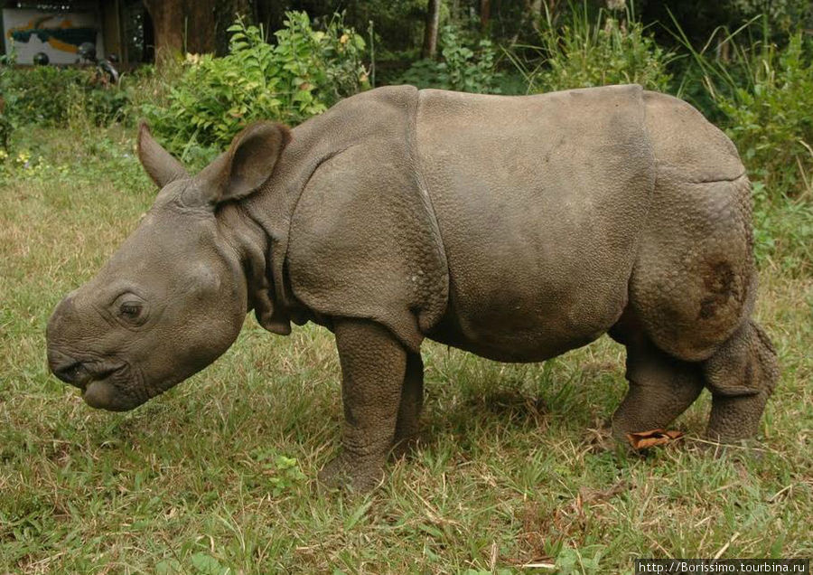 Детёный носорога. Непал