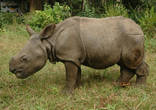 Детёный носорога.