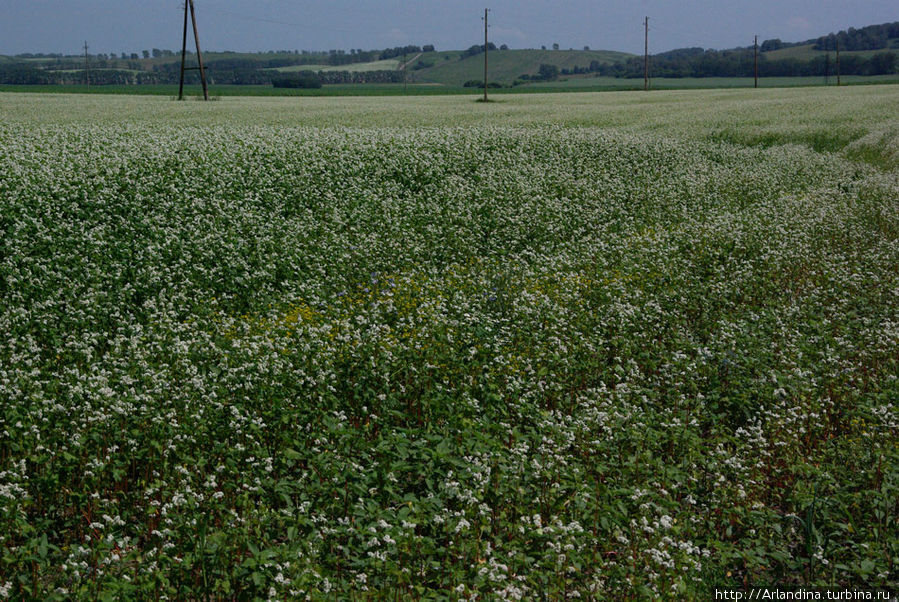 цветут гречишные поля вокруг Бабыргана... Майма, Россия