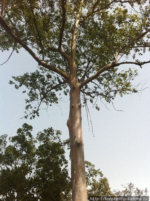 Дерево с лысым стволом Штат Химачал-Прадеш, Индия