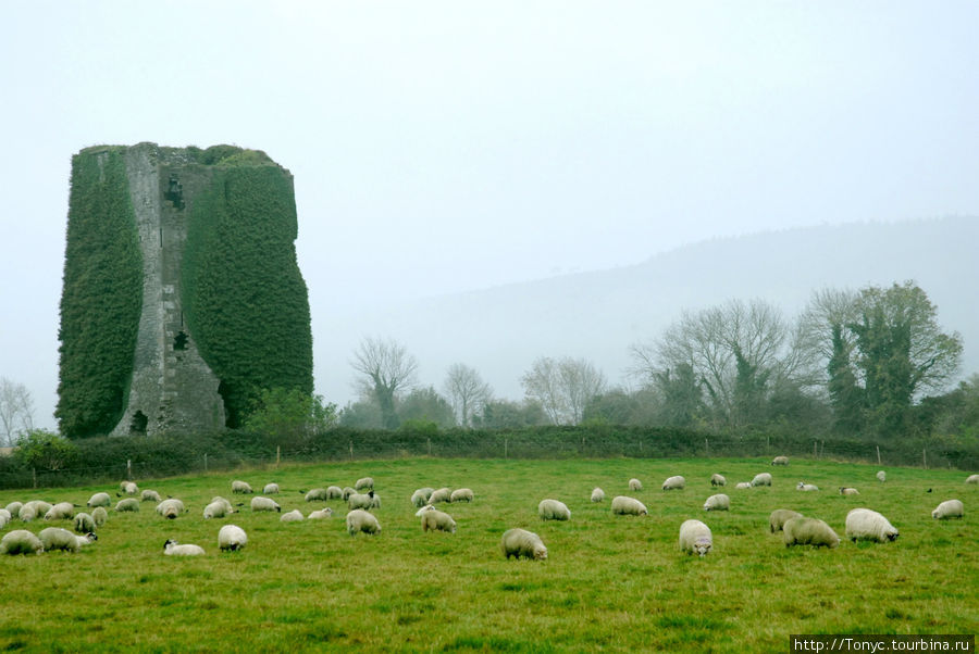 Охота на овец по-ирландски Ирландия