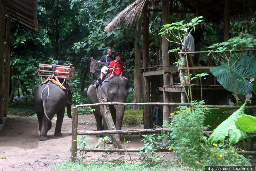 Слоны и туристы Провинция Луангпрабанг, Лаос
