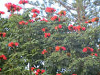 тюльпановое дерево цветет круглогодично