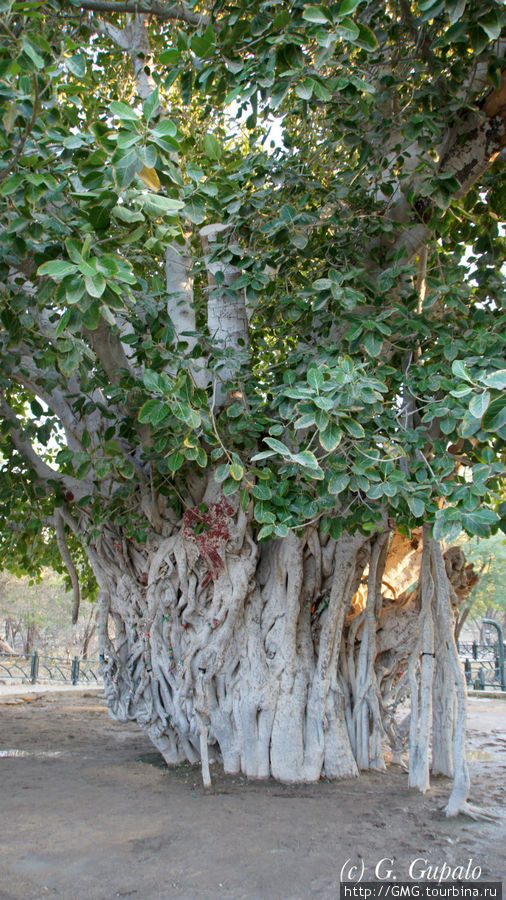 Уникальное дерево баньян. Говорят, что таких в Иране только четыре. Этому дереву 500-600 лет. Остров Киш, Иран