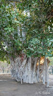 Уникальное дерево баньян. Говорят, что таких в Иране только четыре. Этому дереву 500-600 лет.