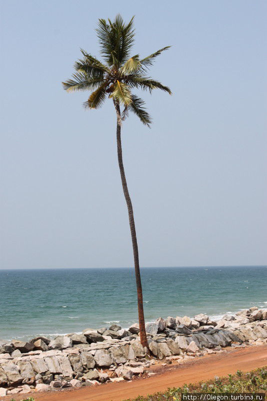 Одна из высоченных пальм Кералы Варкала, Индия