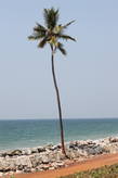 Одна из высоченных пальм Кералы