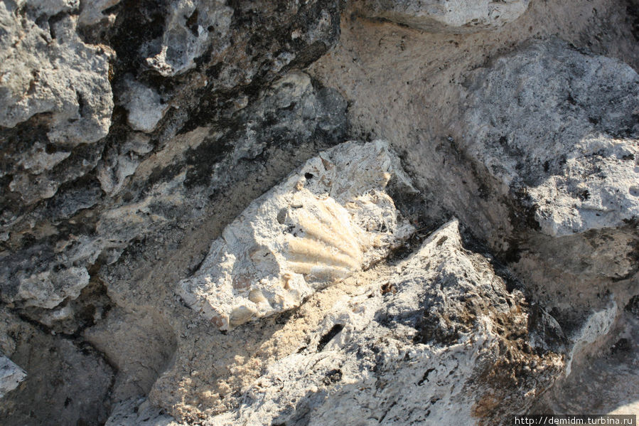 Окаманевшая раковина в камне известняка, из которого посторена пирамида Майапан, Мексика