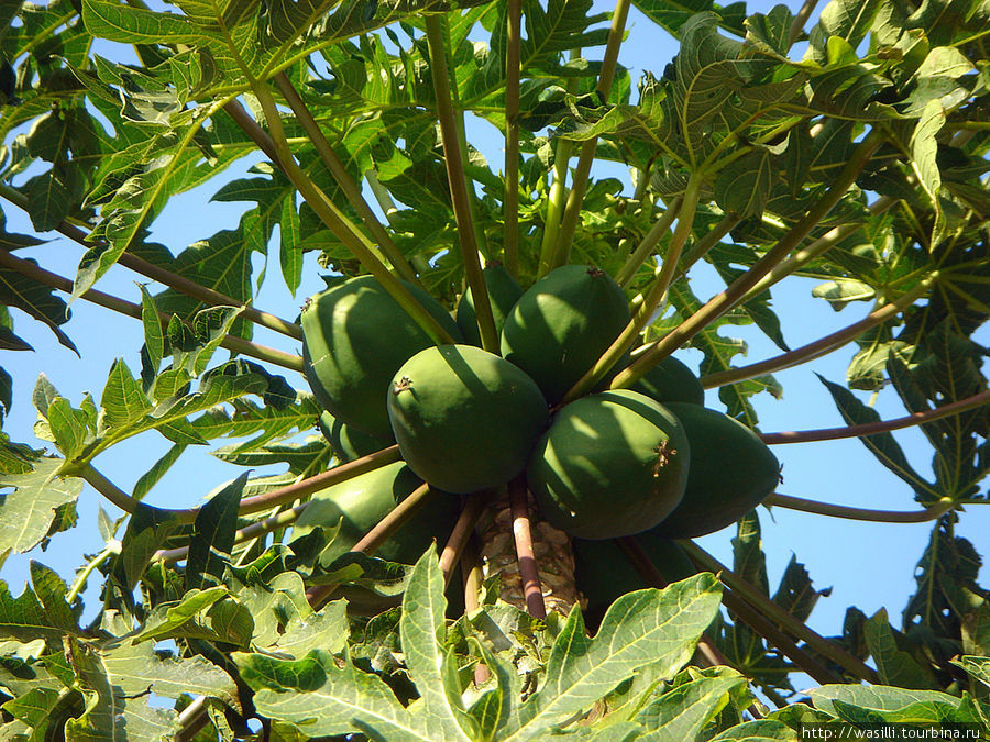 Деревья и плоды  папайи женского пола. Остров Ла-Гомера, Испания