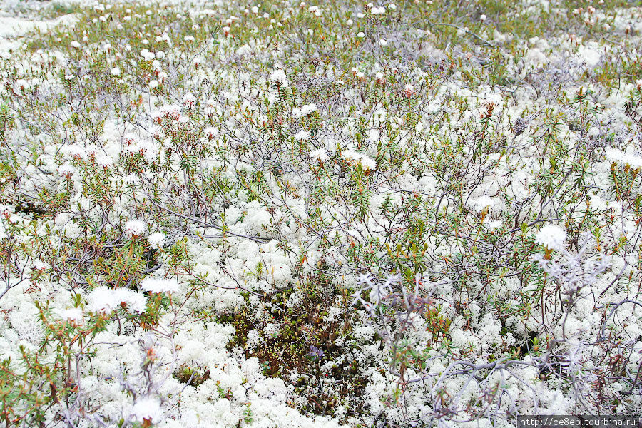 Ну и напоследок — поле из непонятных цветочков Штат Аляска, CША