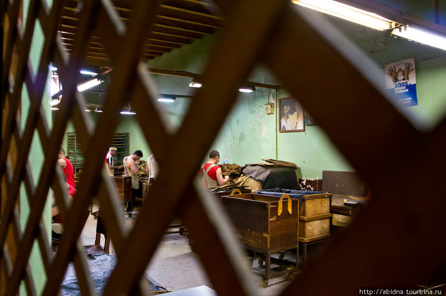 В этой комнате табачные листья сортируют Гавана, Куба