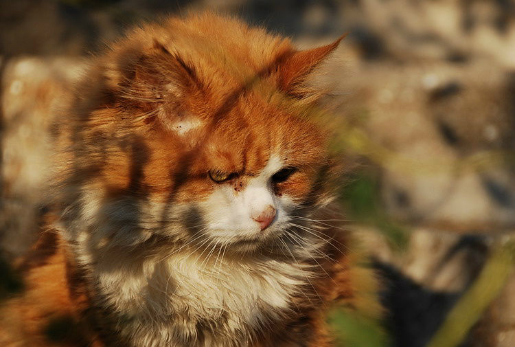 Не удержался. Разнообразю. Крымские дворовые коты это отдельная поэма. Республика Крым, Россия