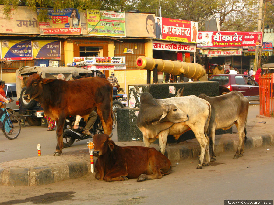 Коровы везде. Их аккуратно объезжают, но не бибикают. Штат Раджастан Индия