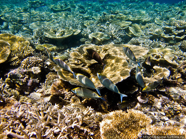 Стая серебристы​х рыб-кролик​ов (Siganus argenteus) Южный Ари Атолл, Мальдивские острова