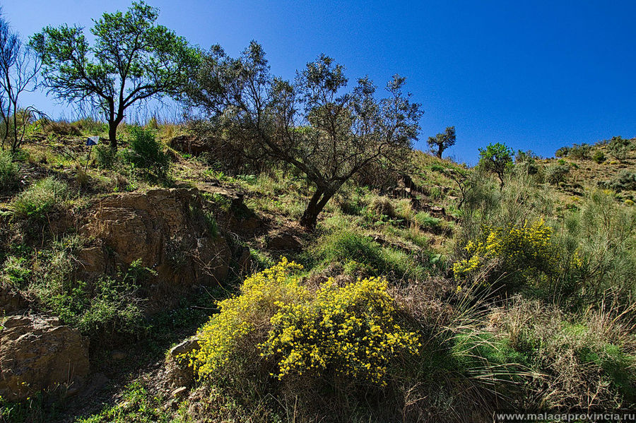 Весенне-летнее царство в горах Малаги Малага, Испания