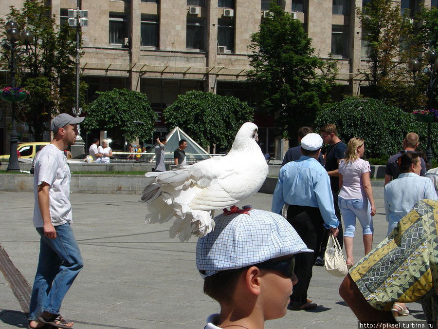 Хорошо в жаркий день находиться возле фонтанов. И птицам также. Киев, Украина