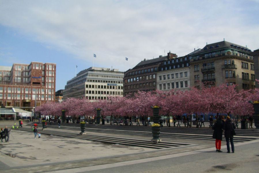 Цветущий Стокгольм. Стокгольм, Швеция