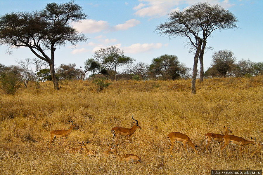 Танзания. Национальный парк Тарангире Тарангире Национальный Парк, Танзания
