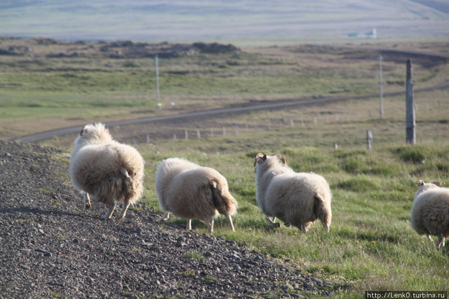 коварные овцы Исландия