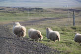 коварные овцы