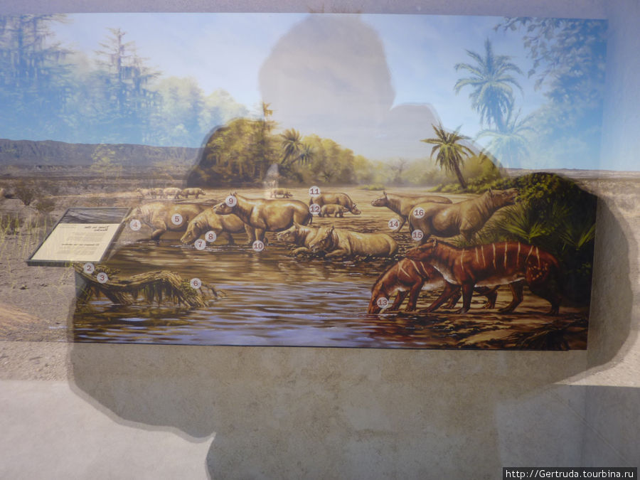 Картина древних животных в павильончике .Снимок через стекло, за спиной солнце... Биг-Бенд Национальный Парк, CША