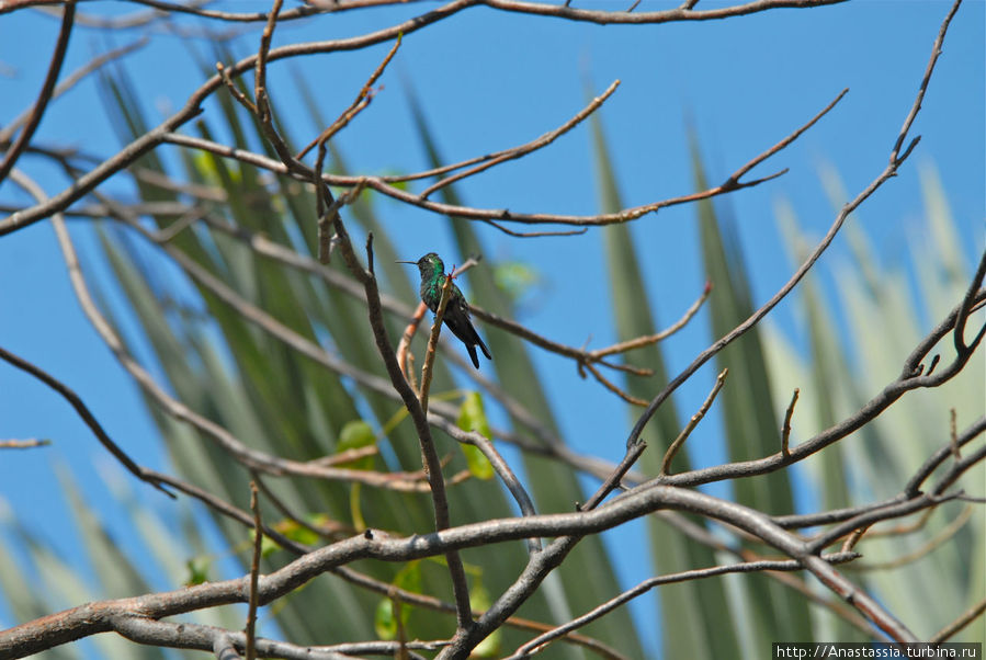 Колибри на ветке Варадеро, Куба