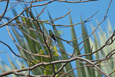 Колибри на ветке
