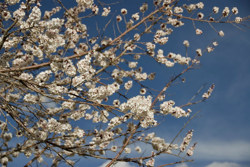 А внизу бушует весна, белой метелью абрикосовых цветов. Штат Джамму-и-Кашмир, Индия