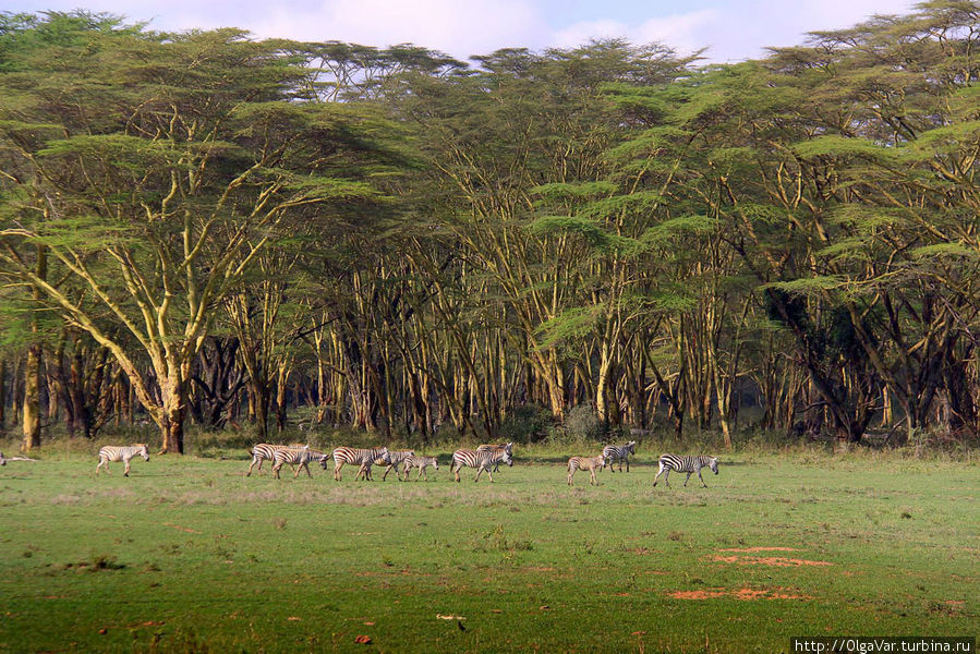 Пешком по саванне к Кратерному озеру Найваша, Кения