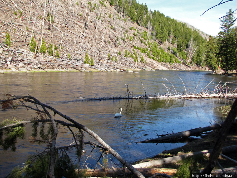 Река Мэдисон (Madison River) - 23 километра пути Йеллоустоун Национальный Парк, CША