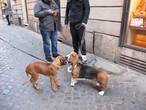 В Риме много собак , все очень воспитанные