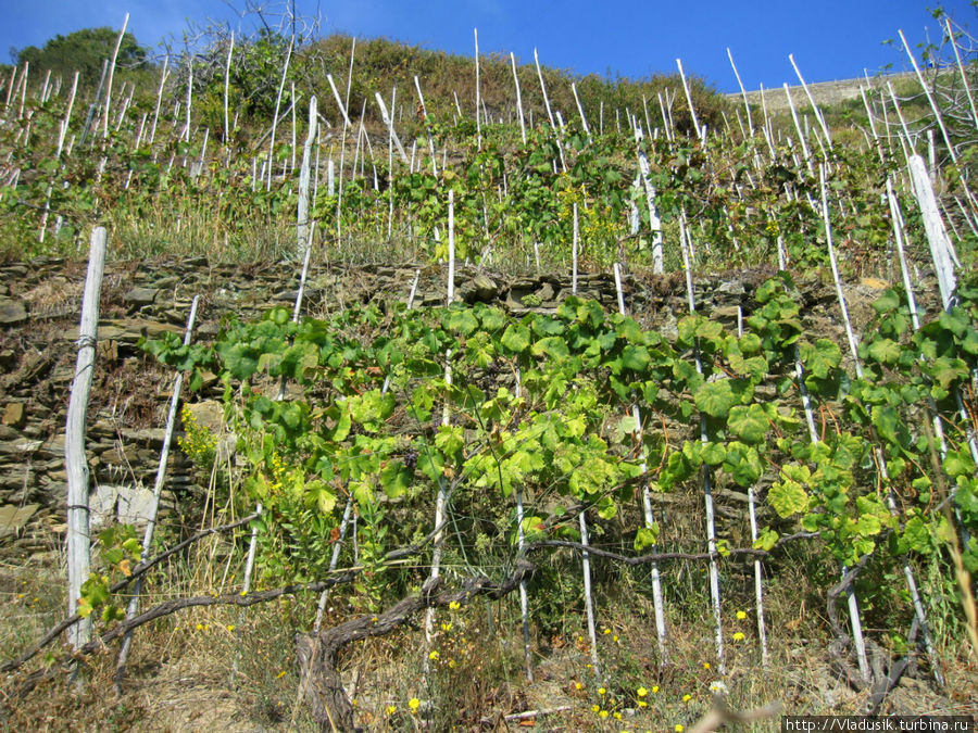 Поначалу виноградники действительно радовали Чинкве-Терре Национальный Парк, Италия