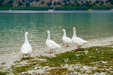 Припарковались и спустились к озеру. По берегу прогуливалось множество разных гусей, белых, серых.