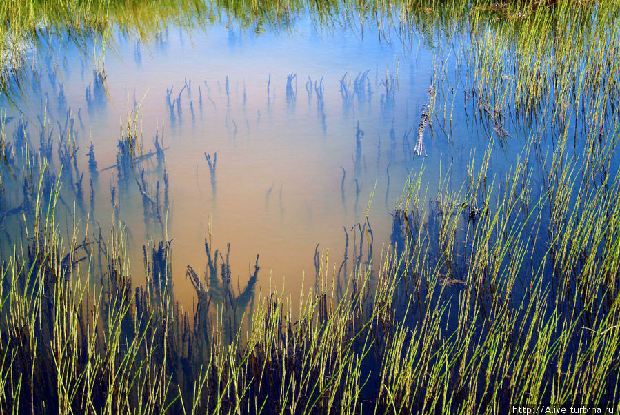 Такое количество красок в полуболотце-полупруде поражает Национальный парк Денали, CША