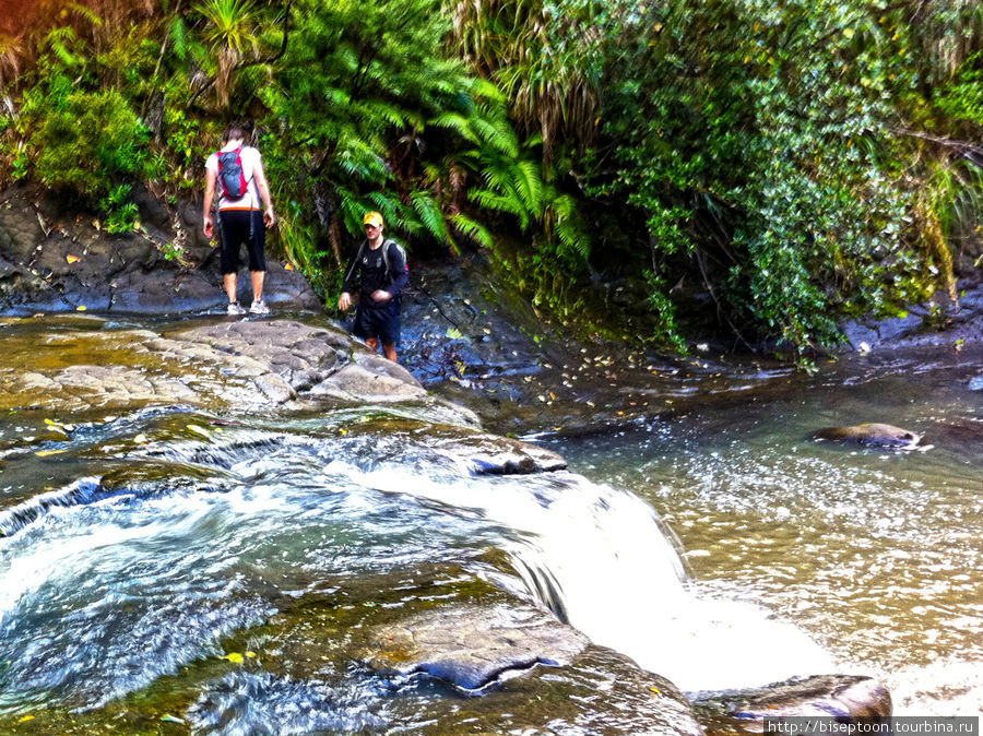 Прогулка в джунгли Окленд, Новая Зеландия