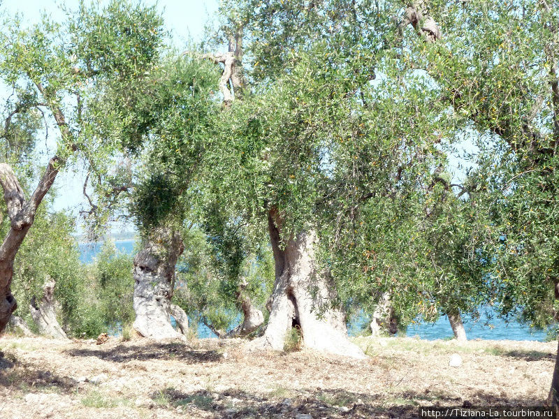 Заброшенная оливковая роща Апулия, Италия